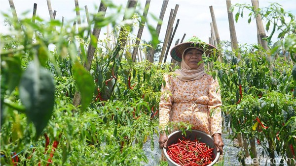 Kementan Amankan Pasokan Cabai pada Idul Adha 2019